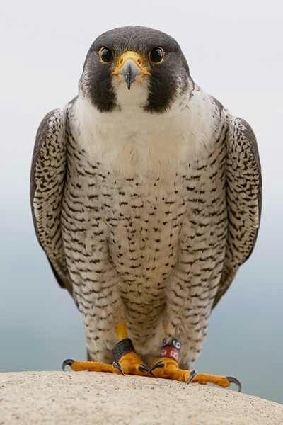 Peregrine falcon, fastest bird on earth during a hunting dive, mate for life, found all over the globe except Antarctica Peregrine Falcon Aesthetic, Bird Front View, Eagle Front View, Falcon Art, Aigle Royal, Raptors Bird, Hawk Bird, Regnul Animal, Peregrine Falcon