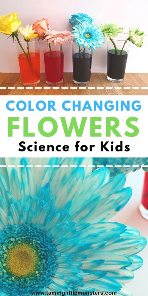 Color Changing Flowers - Science Experiment for Kids - Taming Little Monsters Color Changing Flowers Science Project, Flower Science Experiment, 2nd Grade Science Projects, Color Changing Flowers, Flower Experiment, Spring Science Activities, Science Projects For Preschoolers, Flower Science, Science Activity For Kids