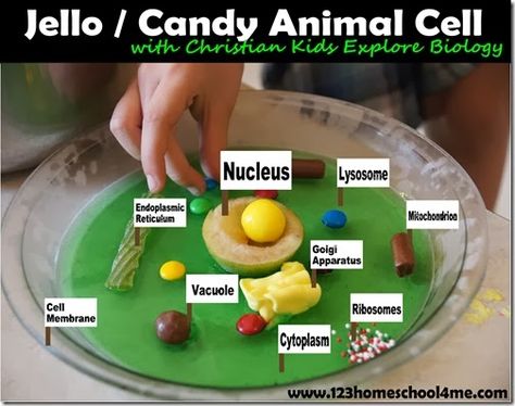 Edible Jello Animal Cell - FUN hands on #homeschool #science lesson for #biology. Lots of other fun Science ideas! Edible Science Experiments, Edible Animal Cell, Animal Cell Model Project, Edible Cell Project, Plant Cell Project, Edible Cell, Cell Model Project, Plant Cell Model, Edible Science