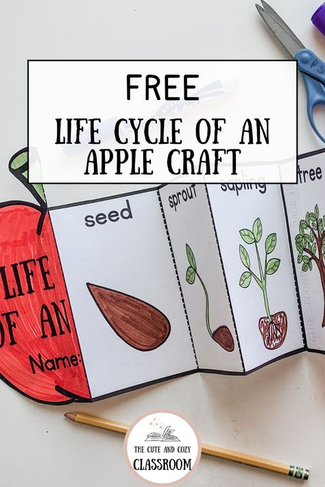 apple worksheets for preschool Apple Tree Life Cycle Preschool, Tree Cycle Preschool, Life Cycle Of A Apple, Apple Tree Life Cycle Printable Free, Life Cycle Of A Tree Preschool, Life Cycle Of An Apple Printable Free, Apple Life Cycle Preschool, Life Cycle Of An Apple Preschool, Tree Life Cycle Preschool