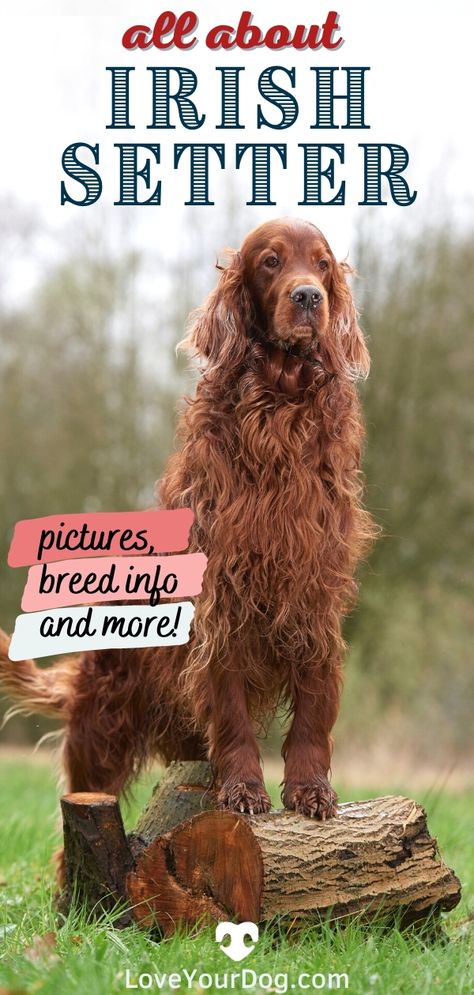 Irish Setter Puppy, Setter Dogs, Irish Red Setter, Family Dogs Breeds, Hunting Dogs Breeds, Irish Setter Dogs, Irish Setters, Majestic Creatures, Dog Information