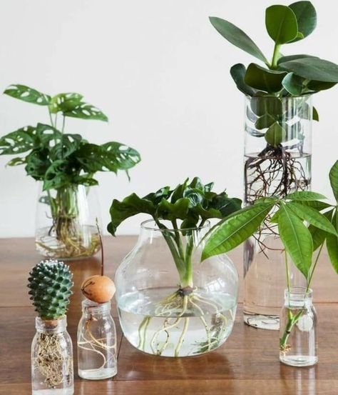 Water Plants Indoor, Plants Grown In Water, Tanaman Air, Plant In Glass, Taman Air, Plants In Jars, Indoor Water Garden, نباتات منزلية, Hydroponic Plants