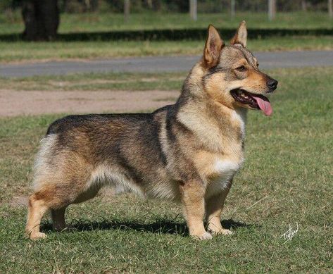 CORGI GERMAN SHEPHERD MIX PUPPY German Shepherd Corgi Mix, Cute Dog Mixes, Corgi German Shepherd, German Shepherd Mix Puppies, Corgi Mix Breeds, Shepherd Mix Puppies, Swedish Vallhund, German Shepherd Mix, Rare Dogs