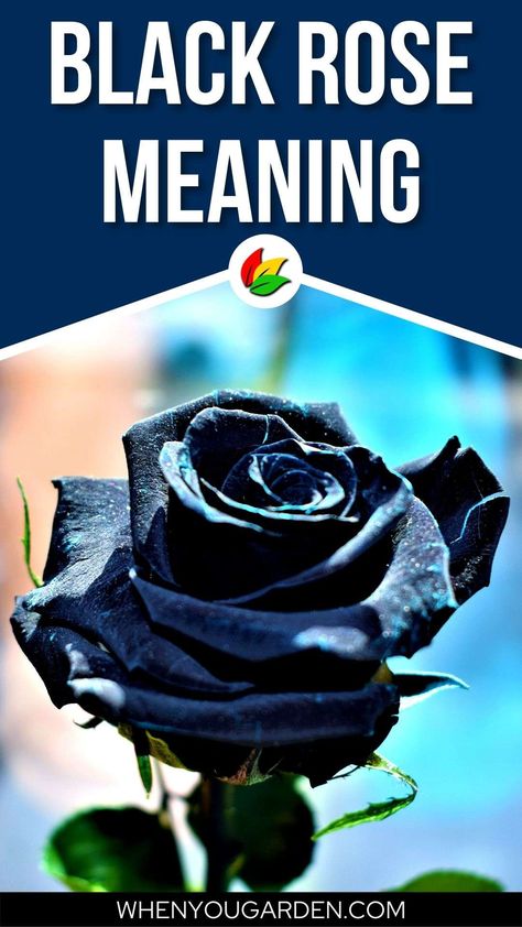 Unveiling the Meaning of the Black Rose Black Rose Symbolism, Black Rose Meaning, Blue Rose Meaning, Yellow Rose Meaning, Lotus Flower Meaning, Rose Meaning, Watermelon Benefits, Flower Types, Black Rose Flower