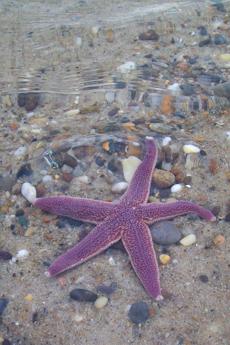 Starfish Below the Waves | I loved the purple color of this … | Flickr Purple Mermaid Aesthetic, Nauset Beach, No Ordinary Girl, Purple Beach, Scene Setters, Coconut Dream, Purple Vibe, Purple Mermaid, Mermaid Aesthetic