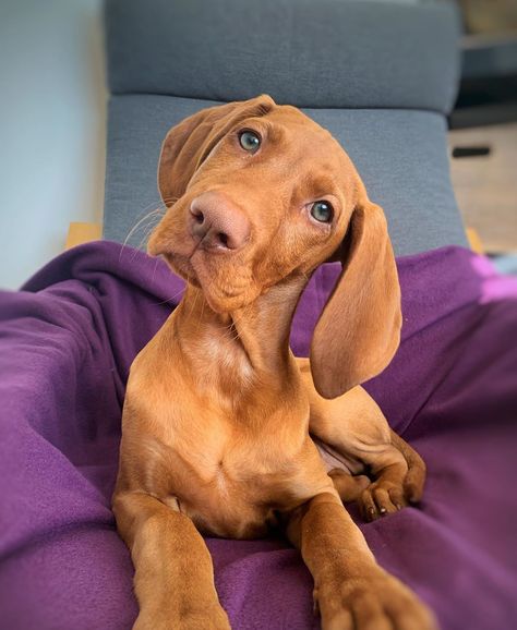 Lyra 🐾 The Hungarian Vizsla on Instagram: “Did someone say it’s Monday tomorrow...? 😭 • Where did that 3 day weekend go?? • • •  #vizsla #vizslapuppy #vizslasofinstagram #vizslagram…” Visla Puppy Grey, Hungarian Vizsla Puppy, Hungarian Dog, Cute Animal Tattoos, Stump Grinding, 3 Day Weekend, Dog Print Tattoo, Puppy Sketch, Tree Surgeons