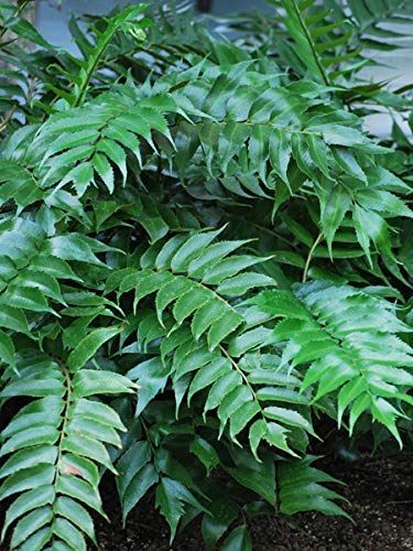 Perennial Farm Marketplace Cyrtomium falcatum 'Rochfordianum' (Japanese Holly) Hardy Fern, Size-#1 Container, Glossy Dark Gre Japanese Fern, Japanese Holly, Holly Fern, Yard Renovation, Evergreen Ferns, Boston Garden, Landscape Reference, Dark Green Leaves, Planting Shrubs