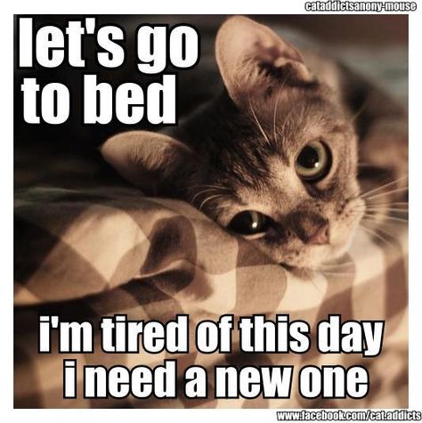 tired kitty Pinterest Cute, Söt Katt, Num Num, Go To Bed, Cat Quotes, Cute Kittens, Funny Animal Pictures, Crazy Cat Lady, 귀여운 동물