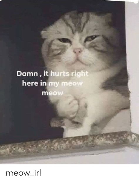 Damn It Hurts Right Here in My Meow Meow Meow_irl | IRL Meme on ME.ME Meow Quote, Cute Love Memes, Snapchat Funny, Funny Animal Jokes, Meow Meow, Funny Cat Pictures, Funny Reaction Pictures, Cute Memes