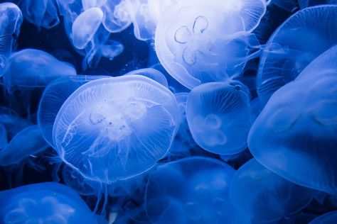 4 Surprising Facts about Jellyfish Desktop Jellyfish Wallpaper, Blue Jellyfish Medium Widget, Jellyfish Background Desktop, Jellyfish Computer Background, Blue Wallpapers Desktop, Jelly Fish Laptop Wallpaper, Jellyfish Aesthetic Wallpaper Laptop, Jelly Fish Wallpaper Desktop, Jellyfish Background Pc