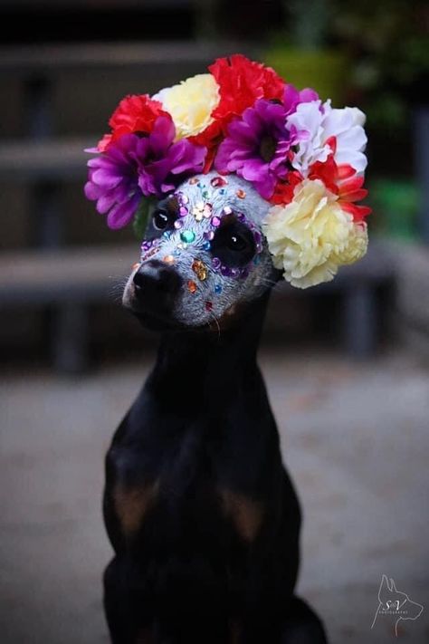 Creative Grooming Painted Dogs For Halloween, Flower Crown For Dogs, Dog Ofrenda, Day Of The Dead Flowers, Dog Costume Ideas, Dog Paw Print Art, Best Dog Halloween Costumes, Day Of The Dead Makeup, Cute Dog Costumes