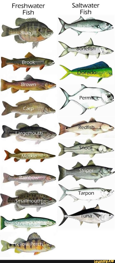 Tap to see the meme 8 Knot, Fish Chart, Fishing Kayaks, Fishing Umbrella, Fishing Waders, Lake Oconee, Salt Water Fishing, Crappie Fishing, Fishing Knots