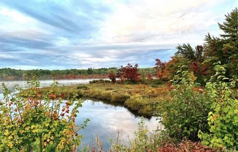 Colourful landscape photo of Maine wilderness Autumnal Colours, Different Species, Into The Forest, The Wilderness, In The Wild, Nature Lovers, The Forest, Nature Lover, The Wild