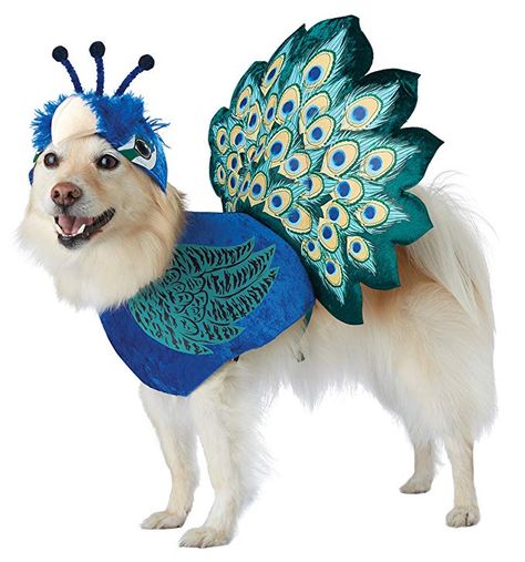 Dog Snowman, Dog Lion Mane, Rex Costume, Snowman Costume, California Costumes, Pet Halloween Costumes, Lion Mane, Up Costumes, Dog Halloween Costumes