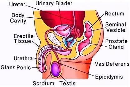 He is the man testis and body parts.
You read the diagram and your doubt clear.   thank you Biology Genetics, Male Reproductive System, Sistem Saraf, Female Reproductive System, Human Anatomy And Physiology, Army Cap, Cell Biology, Reproductive System, With Meaning