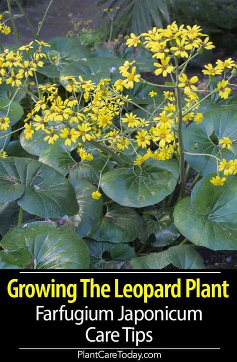 Farfugium Japonicum Care Tips: Growing The Leopard Plant Leopard Plant Landscaping, Broad Leaf Plants, Leopard Plant Care, Giant Leopard Plant, Farfugium Japonicum Giganteum, Jungle Backyard, Farfugium Japonicum, Clover Garden, Leopard Plant