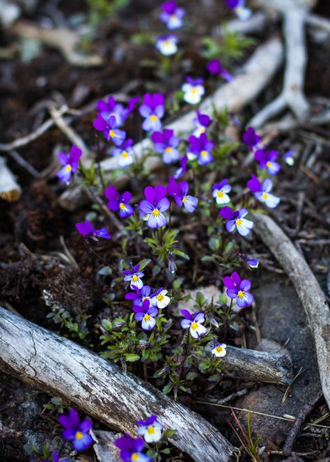 Wild pansies Wild Pansy, Wild Animals Pictures, Lavender Garden, Tiny Plants, Flower Images, Beautiful Blooms, Water Lilies, Lily Of The Valley, Amazing Nature