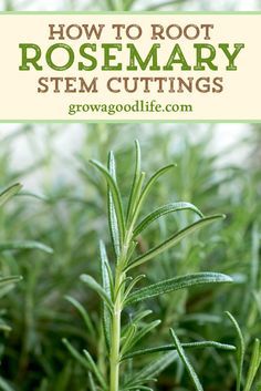 How To Root Rosemary Cuttings, Rooting Rosemary Cuttings, Growing Plants From Cuttings, Rosemary Cuttings, Rosemary Plant Care, Herb Growing, Propagate Plants, Growing Rosemary, Rosemary Plant