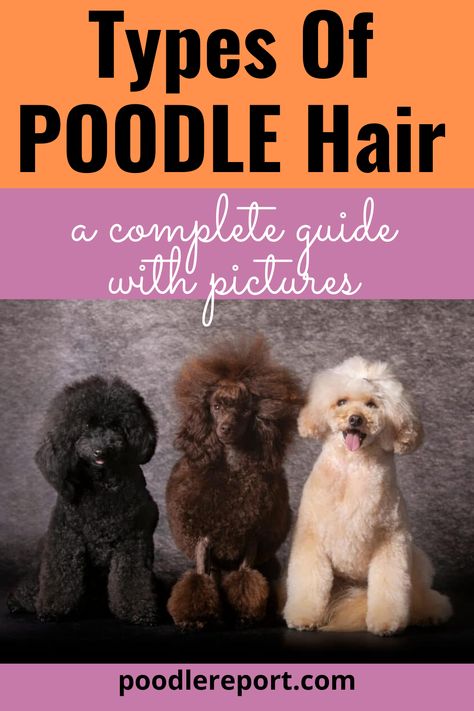 Miniature Poodle Haircuts, Standard Poodle Teddy Bear, Poodle Teddy Bear Cut, Standard Poodle Cuts, Poodle Puppy Cut, Standard Poodle Grooming, Standard Poodle Haircuts, Toy Poodle Haircut, Poodle Haircut Styles