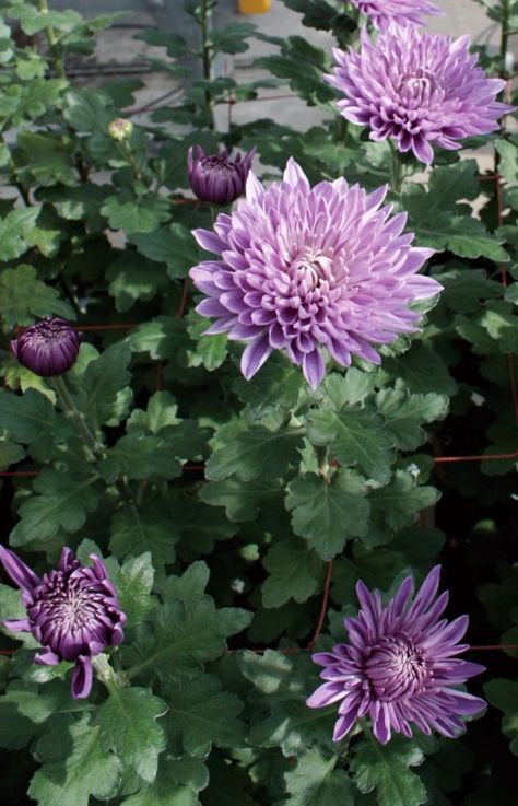 Violet-blue chrysanthemums - OUPblog Violet Chrysanthemum, Purple Chrysanthemum, Chrysanthemum Morifolium, The Secret World, Chrysanthemum Flower, Chrysanthemum, Light Purple, Summer Flowers, Botany