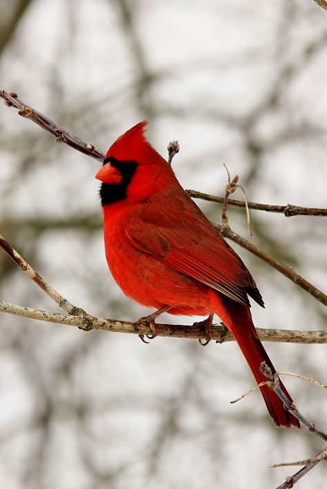 Bird Photos, State Birds, Cardinal Bird, Inspirational Messages, Cardinal Birds, Red Bird, Airbrush Art, Idea Board, Backyard Birds