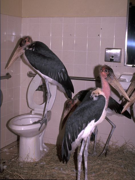 PsBattle: Marabou storks hanging out in a bathroom at Miami Metro Zoo before hurricane Andrew Weird Images, 웃긴 사진, Reaction Pictures, Wall Collage, Mood Pics, Dumb And Dumber, Aesthetic Pictures, Surrealism, Funny Animals