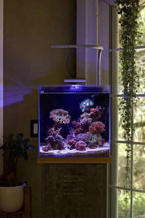 Terrarium Ideas Unique, Terrariums Ideas, Betta Fish Tank Ideas, Cool Fish Tank Decorations, Nano Reef Tank, Water Terrarium, Diy For Beginners, Coral Aquarium, Fish Tank Terrarium