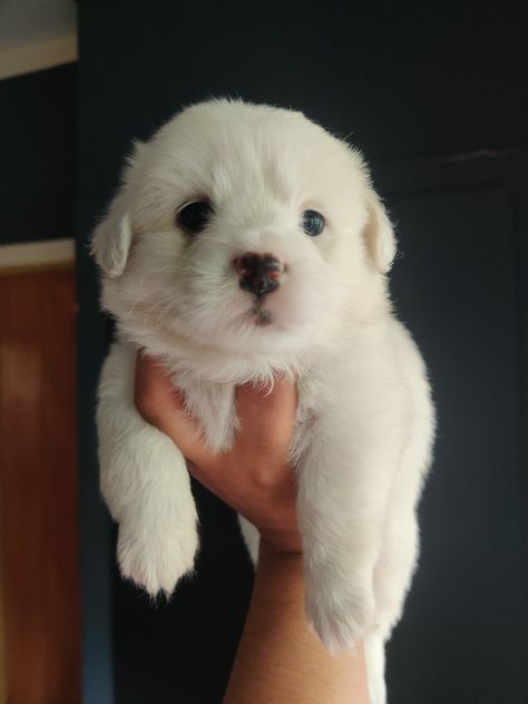 Lhasa Apso Puppies, Puppy Time, Lhasa Apso, Sleeping In Bed, Lhasa, Golden Retriever Puppy, Puppy Breeds, Retriever Puppy, Pet Puppy