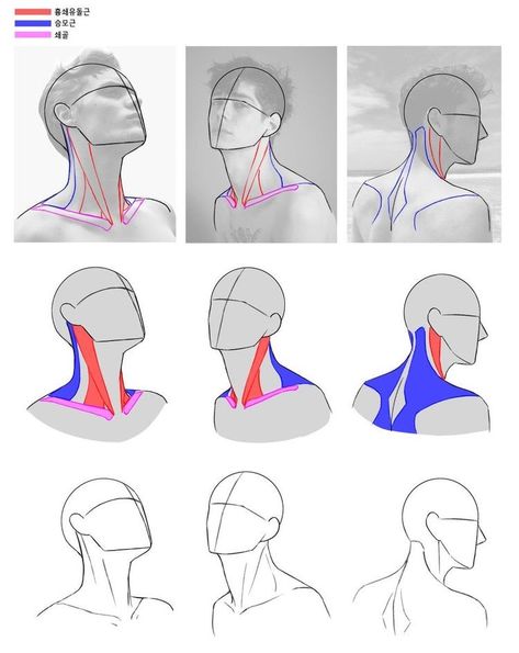 Male Neck Drawing, Anatomy Drawing Practice, Neck Drawing, Drawing Guides, Anatomy Tutorial, Body Drawing Tutorial, Human Anatomy Drawing, 얼굴 그리기, Muscle Anatomy