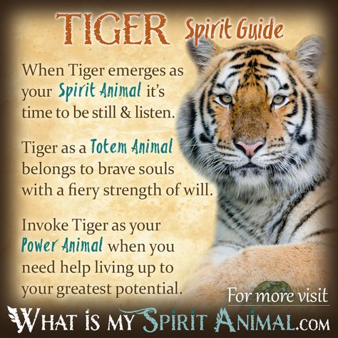 Tiger Spirit Totem Power Animal Symbolism Meaning 1200x1200 What Is My Spirit Animal, Animal Totem Spirit Guides, Spirit Animal Quiz, Tiger Quotes, Tiger Spirit Animal, Spirit Animal Meaning, Animal Meanings, Animal Quiz, Spirit Animal Totem