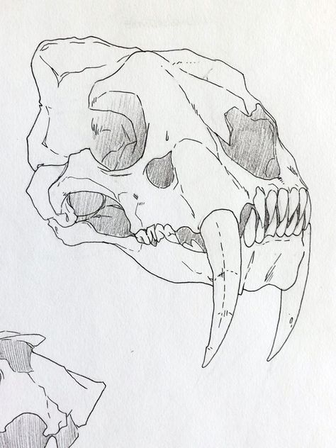 smilodon (sabre-toothed cat) skull Sabertooth Skull Drawing, How To Draw Animal Skulls Step By Step, Tiger Jaw Tattoo, Jaguar Skull Drawing, Smilodon Skull Tattoo, Saber Tooth Tiger Skull Tattoo, Saber Tooth Skull Tattoo, Sabertooth Tiger Drawing, Smilodon Tattoo