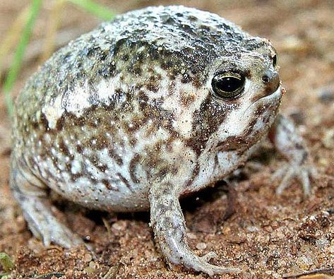 South African Rain Frog - Fattest Round Ball of Frog | Animal ... African Rain Frog, Desert Rain Frog, Rain Frog, Desert Rain, Pet Frogs, Frog Pictures, Funny Frogs, A Frog, Frog And Toad