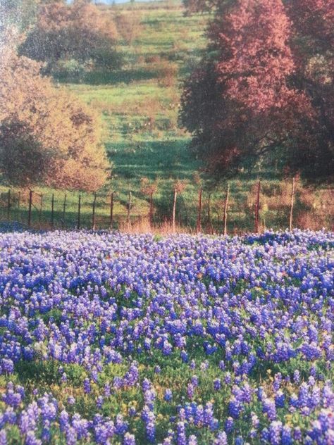 Bluebonnets in Texas Hill Country  Sharol A. Texas Nature, Farm Gates, Texas Landscape, Farm Gate, Texas Bluebonnets, Country Scenes, Texas Hill Country, Blue Bonnets, Hill Country