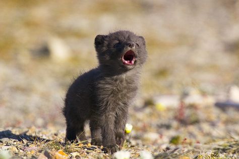 Arctic fox pup calling      .call of the wild.    I would walk 500 miles & I would walk 500 more just to cuddle that adorable face! Baby Arctic Fox, Fuchs Baby, Wolf Puppy, Fox Pups, Nosara, Baby Wolf, Wolf Pup, Baby Black, Beautiful Wolves