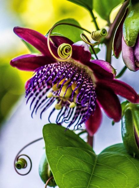 Passion Fruit Flower, Garden Purple, Strange Flowers, Fancy Flowers, Natural Flowers, Unusual Plants, Unusual Flowers, The Secret Garden, Rustic Flowers