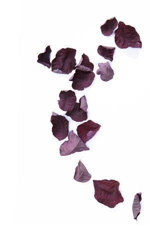 Burgundy Flowers Aesthetic, Flowers Aesthetic Painting, Dark Purple Outfit, Purple Outfit, Aesthetic Png, Yennefer Of Vengerberg, Pixie Hollow, Colored Leaves, Dark Purple Aesthetic