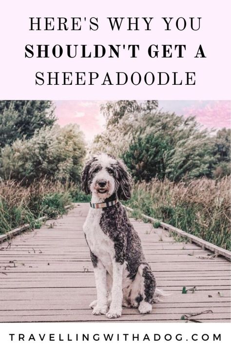 Sheep A Doodle Dog, Sheep Doodle Dog, Sheepadoodle Tattoo, Sheepadoodle Haircut Styles, Old English Sheepdog Haircut, Sheepdog Haircut, Sheepadoodle Grooming Styles, Black Sheepadoodle, Doodle Haircuts