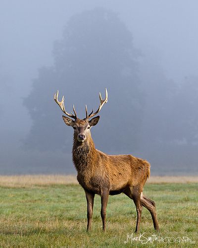 Deer Profile, Wild Animals Photography, Deer Pictures, Forest And Wildlife, Deer Painting, Deer Family, Walleye Fishing, Animal Study, British Wildlife