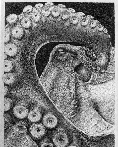 Octopus 2. Black and White Stippled Animals. Click the image, for more art from María Lecanda. Pointalism Art, Stippling Drawing, Kraken Art, Octopus Drawing, Dotted Drawings, Scratchboard Art, Bawah Air, Stippling Art, Scribble Art