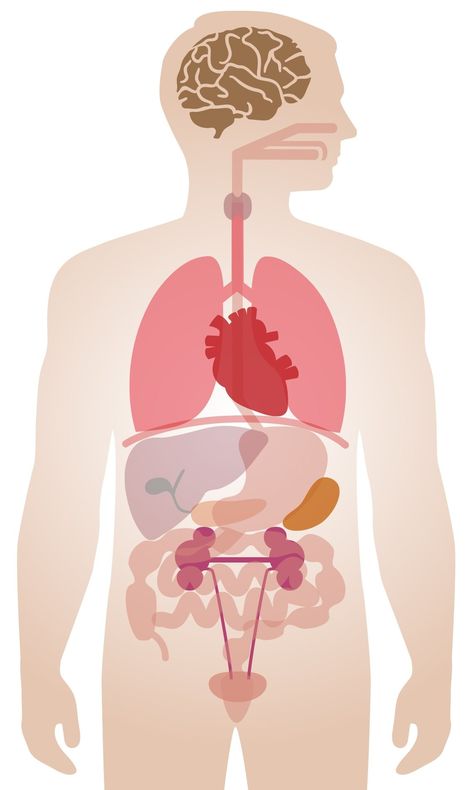 Human Body Internal Organs, Body Internal Organs, Medicine Art, Human Body Projects, Acute Kidney Injury, Lung Conditions, Human Organ, Internal Organs, Human Body Anatomy