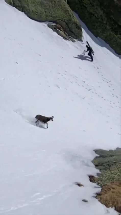 @natureismetal shared a video on Instagram: “Chamois Boogie • 📽 by @zian_ct Its 6:58 and happy hour ends at 7 Chamois (pronounced sham-wah) are goat-antelopes. These are basically…” • Mar 4, 2022 at 7:45pm UTC Skiing Locations, Goofy Animals, Salt Water Fishing, Nat Geo, Wildlife Photos, Nature Gif, Cute Wild Animals, Wildlife Nature, Nature Wildlife