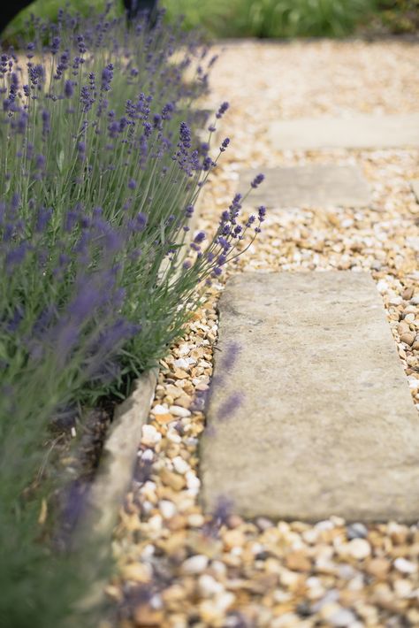 Natural stone and gravel path with lavender border in Cheshire by Matt Nichol Garden Design Garden Stone Design, Lavender Outdoor Decor, Lavender Lined Path, Cotswold Gravel Garden, Pea Gravel Garden Path, Cotswold Stone Gravel, Stone Driveway Ideas, Lavender Landscaping, Stone In Garden