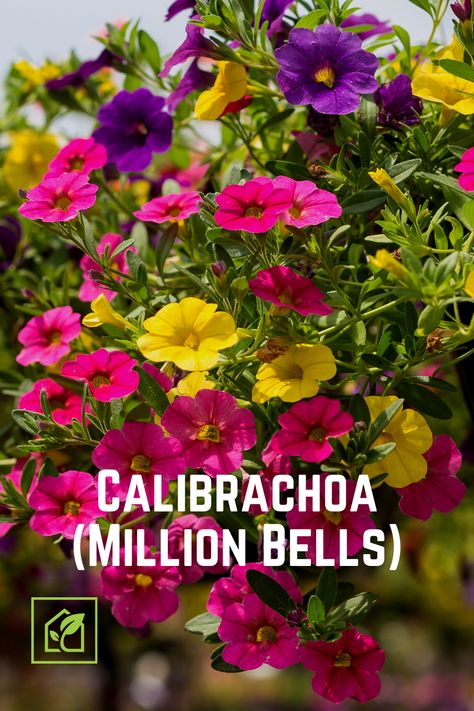 Nature Crown, Magenta And Yellow, Million Bells, Match Colors, Outdoor Pots, Indoor Gardening, Petunias, Orange And Purple, Landscape Architecture