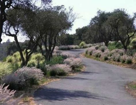 Charming Country Home Driveways, Natural Driveway Landscaping Ideas Driveway Entrance Landscaping, Long Driveway, Asphalt Driveway, Driveway Entrance, Driveway Design, Driveway Landscaping, Long Driveways, Low Maintenance Landscaping, Landscaping Tips