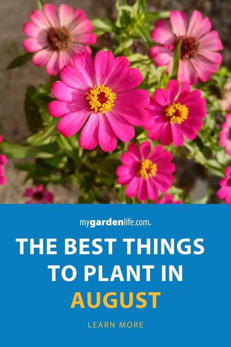 August Planting, What To Plant In August, Heat Resistant Plants, August Garden, August Flowers, Late Summer Flowers, Flower Garden Plans, Summer Gardening, Fall Gardening