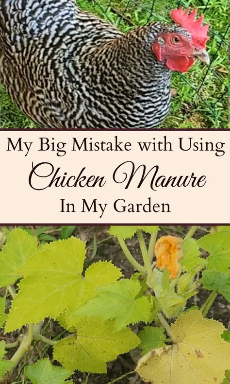 Picture of black and white chicken on the top and a squash plant on the bottom with the text overlay "My Big Mistake with Using Chicken Manure In My Garden." Chicken Pasture, Chicken Manure Compost, Chicken Composting, Molting Chickens, Chicken Manure, Cow Manure, Soil Health, Soil Improvement, Garden Soil