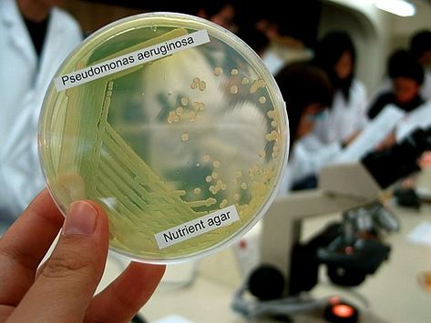 Bacteria Pseudomonas Aeruginosa on a lab plate, culture media by Denise Chan / CC BY-SA (https://creativecommons.org/licenses/by-sa/2.0) Medical Laboratory Technologist, Science Psychology, Microbiology Lab, Gram Negative Bacteria, Pseudomonas Aeruginosa, Medical Tips, Culture Media, Wedding Gift Wrapping, Medical Laboratory