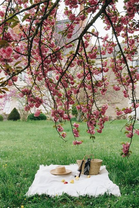 Cherry Blossom Picnic, Apple Garden, Blossom Wallpaper, Loire Valley France, Best Wallpaper Hd, Spring Photoshoot, Flower Photoshoot, Romantic Picnics, Blooming Trees