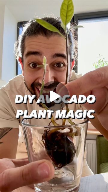 Armen Adamjan on Instagram: "Avocados are fascinating! 😲🥑 Next time you eat one, try doing this with the pit! 
.
.
.
.
#avocado #lifehack #hacks #tipsandtricks #garden #plantbased #plants #growyourown #diy #howto" Planting Avocado Pit, Grow Avocado From Pit, Avocado Tree Care, Avocado Plant From Seed, Avocado Seed Growing, Avocado Plant, Grow Avocado, Windowsill Garden, Avocado Seed