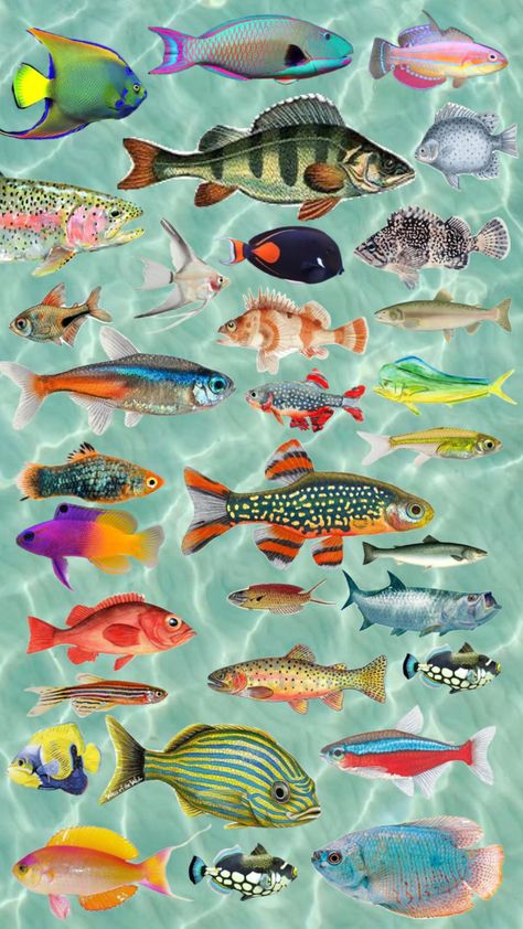 #fish #ocean #summer #beach #fishing #wallpaper #widget #wierd #funky #art #animals #marinebiology Fishing Wallpaper, Beachy Room Decor, Wallpaper Widget, Funky Wallpaper, Fish Ocean, Birthday Card Craft, Trippy Wallpaper, Fish Wallpaper, Pretty Backgrounds